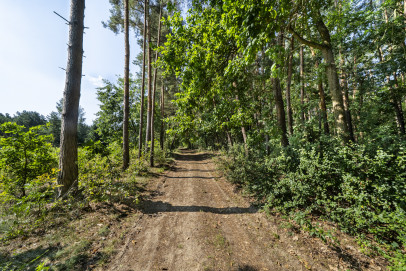 Działka Sprzedaż Hornówek Malinowa